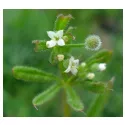 Cleavers Cleavers Galium aparine L. Herb IPHYM