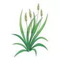 ISPAGHUL SEED (PSYLLIUM ROSE) IPHYM Herb Plantago ovata F.