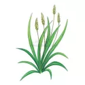Ispaghul Seed (Rosa Psyllium) Iphym Kräuterkunde Plantago ovata F.