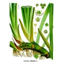 Acore odorant (Calamus) - Rhizome coupé Paquet de 250g