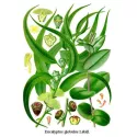 EUKALYPTUS Einzelblatt IPHYM Herb Eucalyptus globulus Labill
