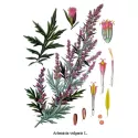La artemisa (vulgar) Hoja Herboristerie Artemisia vulgaris