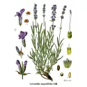 Lavendel bloem IPHYM Herb Lavandula angustifolia