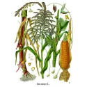 Maïs Stigma Afgesneden Iphym Kruiden Zea mays L.