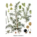 Wacholderbeere Obst IPHYM Kräuterkunde Juniperus communis