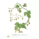 Halbgrüner Hopfen Iphym-Kegel Kräutermedizin Humulus lupulus