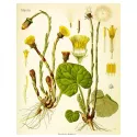 COLTSFOOT SHEET CUT IPHYM Herbalism Tussilago farfara L.