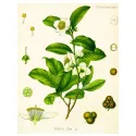 Цельнолистовой зеленый чай Iphym Herbalism Camellia sinensis