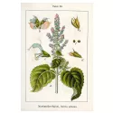 Salvia sclarea Brote cortado Iphym Herboristerie Salvia sclarea