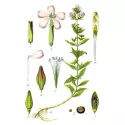 SAPONAIRE PLANTE COUPEE IPHYM Herboristerie Saponaria officinalis L.