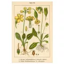 PRIMEVERE FLEUR IPHYM Herboristerie Primula officinalis /P. veris L.