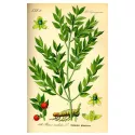 Petit-houx rizoma Corte Iphym Herboristerie Ruscus aculeatus L.