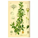 MYRTLE LEAF HELE IPHYM Herbalism Myrtus