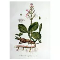 MENYANTHE klaverblad WATER CUT IPHYM Herbalism Menyanthes trifoliata L.