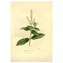 Foglie di menta fresca INTERO IPHYM Herb Mentha viridis L.