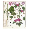 MAUVE SAUVAGE FEUILLE COUPEE IPHYM Herboristerie Malva sylvestris L.