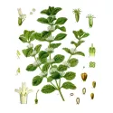 CUT branco plantas horehound Marrubium vulgare L. Herb IPHYM