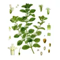 Bianco tagliato IMPIANTO horehound Marrubium vulgare L. Herb IPHYM