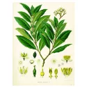 LAURIER FEUILLE COUPEE IPHYM Herboristerie Laurus nobilis