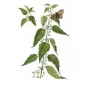 ORTIE PIQUANTE RACINE COUPEE  IPHYM Herboristerie Urtica dioica L.