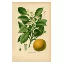 ORANGER DOUX ECORCE COUPEE  IPHYM Herboristerie Citrus aurantium var dulcis