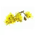 EPS Hamamelis Pileje vloeibaar plantenextract