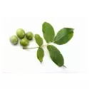 EPS грецкий орех Pileje жидкий экстракт листьев