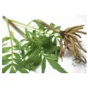 EPS Valerian Pileje liquid root extract