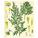 ABSINTO BIG CUT IPHYM luminar Herb Artemisia absinthium L.