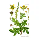 Agrimony Agrimonia eupatoire Plante cut HERBORISTERIE eupatoria