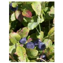 Boldo (blueberry) Vaccinium myrtillus Folha HERBORISTERIE