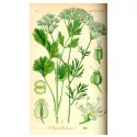 Anice Semi di Pimpinella anisum L. Fruit herboristerie