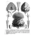 Артишок листьев Herboristerie Cynara Scolymus