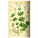 Woodruff Cleavers Galium odoratum HERBORISTERIE fragrant plant (L.) Scop.