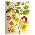 Erboristeria delle foglie di biancospino Crataegus oxyacanta