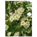 Flowering top hawthorn Crataegus HERBORISTERIE oxyacanta