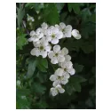 Hawthorn inteiras flores HERBORISTERIE Crataegus L. oxyacanta