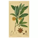 Anice stellato cinese (anice) Illicium verum Fruit herboristerie