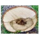 Spinthout van witte linde Kruidenkunde tilia cordata