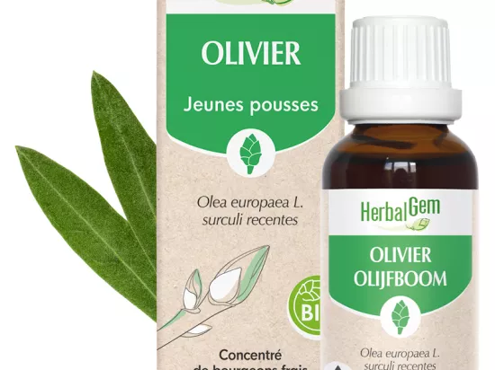 amazon olivenbaum kaufen Künstlicher Olivenbaum 150cm – Realistisch & Pflegeleicht – pandaloo.ch main image 0