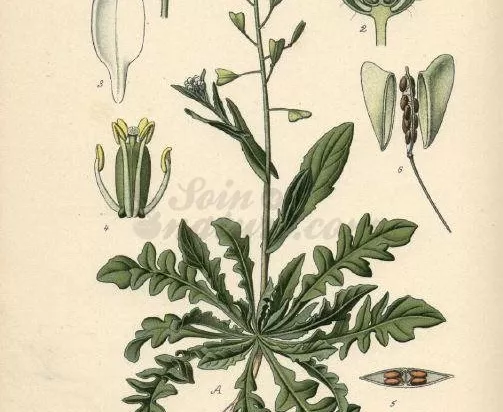 Bourse à Pasteur - Capsella Bursa Pastoris - BIO Teinture Mère